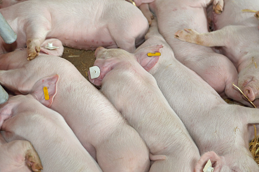 Dozen Small Newborn Piglets Sleeping in Straw at Farm