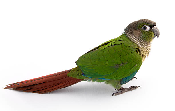 Posing parakeet stock photo