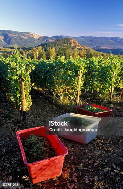 Uva Chardonnay Vigneto Vendemmia - Fotografie stock e altre immagini di Abbondanza - Abbondanza, Agricoltura, Ambientazione esterna