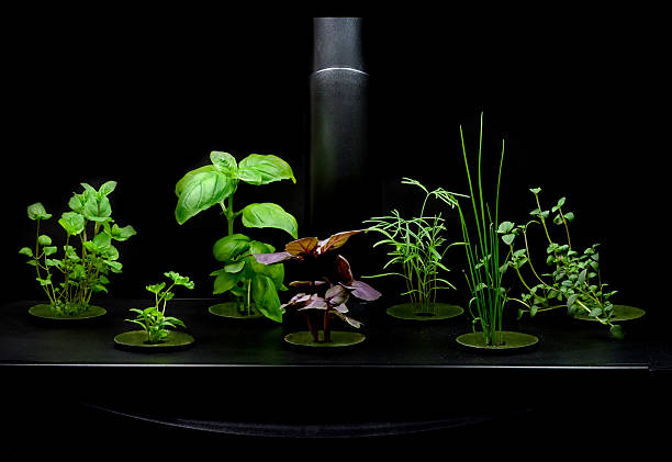 Hydroponic Herb Garden stock photo