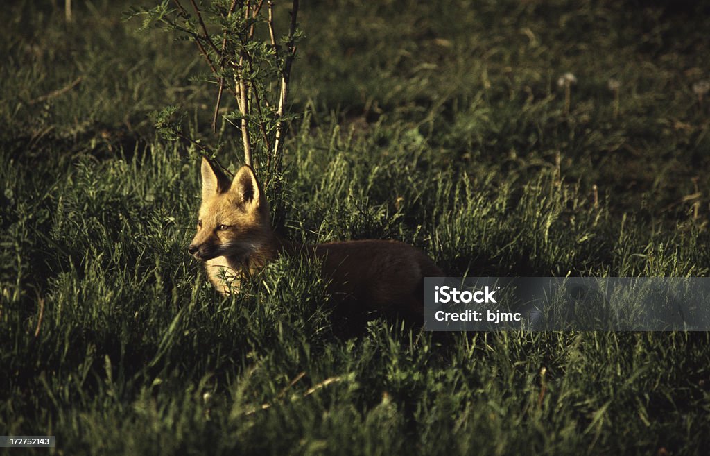 Red Fox im hohen Gras im Sonnenuntergang - Lizenzfrei Farbbild Stock-Foto