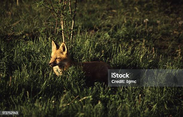 Red Fox Im Hohen Gras Im Sonnenuntergang Stockfoto und mehr Bilder von Farbbild - Farbbild, Fotografie, Frühling