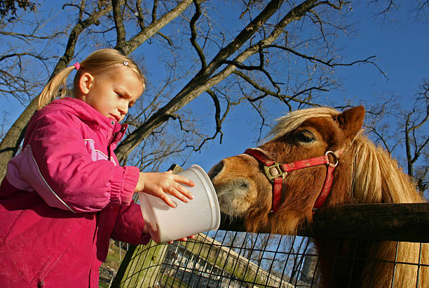 Young girl/child is feeding her pony/horse 4 year old girl feeding a pony animal lips photos stock pictures, royalty-free photos & images
