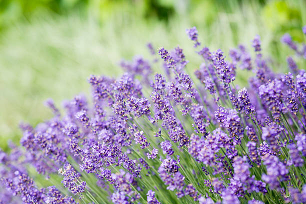 Close up of lavender flowers in field stock photo