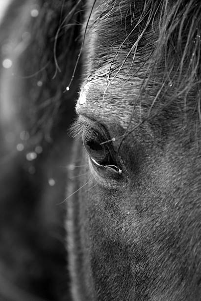 istock Close up of horse eye 172752706