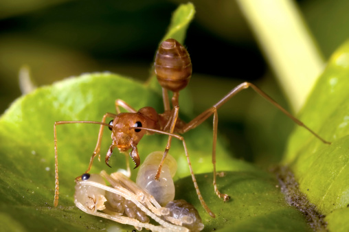A red ant stands guard defending its young embryo and egg. Larger-than-life reproduction ratio.