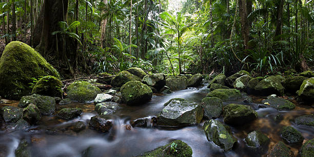 szlafmyca ranges national park las panorama - rainforest forest river australia zdjęcia i obrazy z banku zdjęć