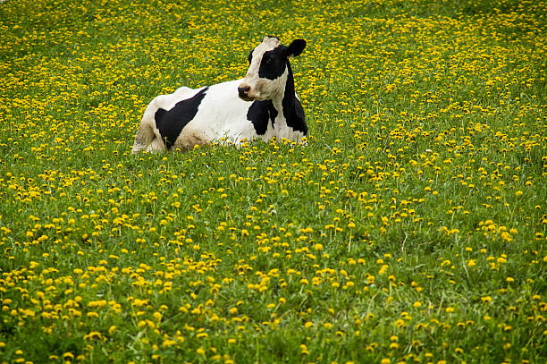 Vache dans dandelions - Photo