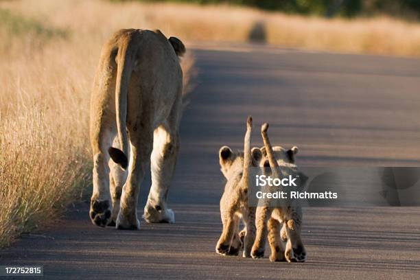 Africa Baby Lions Following Lioness Stock Photo - Download Image Now - Lion Cub, Adventure, Africa