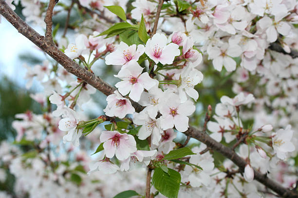 cherry blossoms - macon стоковые фото и изображения