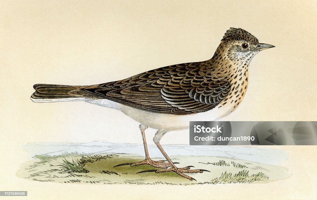 유라시아 종달새 Alauda Arvensis 종달새과의 참새목 새 Alaudidae 새 야생 동물 아트 프린트 종다리에 대한 ...