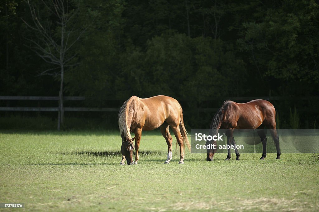 Pastar - Royalty-free Agricultura Foto de stock