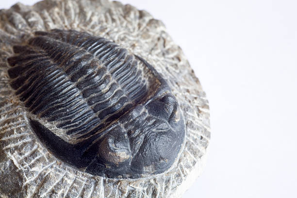 trilobite fossile. - trilobite photos et images de collection