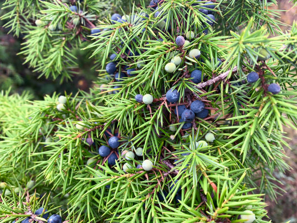 istock Juniper bush in detail with ripe berries. 1727532041