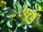 Ivy plant in blossom