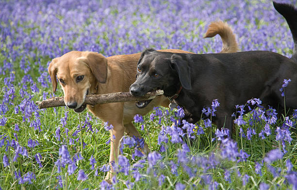 istock Labradors having fun in the bluebells and chewing a stick 172753340