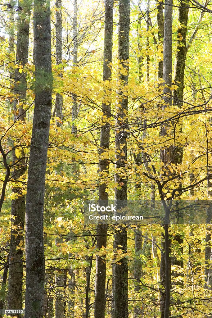 Apacible bosque de - Foto de stock de Abedul libre de derechos