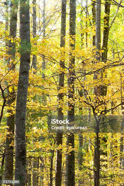 Apacible Bosque De Foto de stock y más banco de imágenes de Abedul - Abedul, Aire libre, Amarillo - Color
