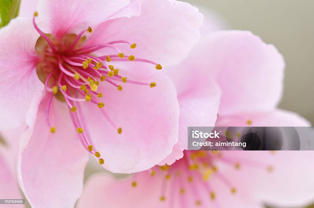 Rosa Flores de nectarina - Royalty-free Florescer Foto de stock