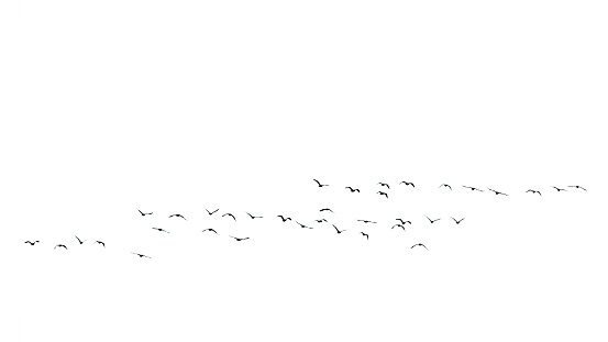 Flock of migratory birds isolated on white