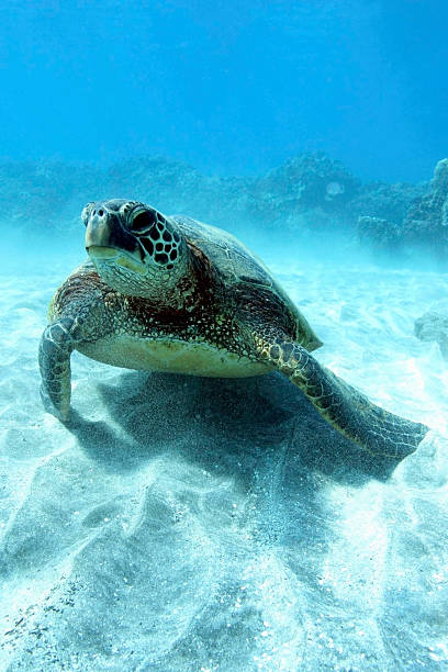 istock Green Sea Turtle on Sand 172753669