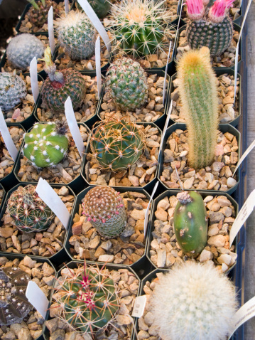 Selection of cactus plants ready for sale.