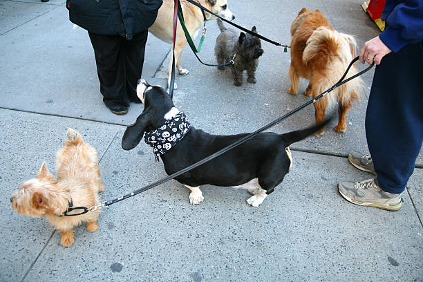istock Dogs on leashes with their owners  172753840