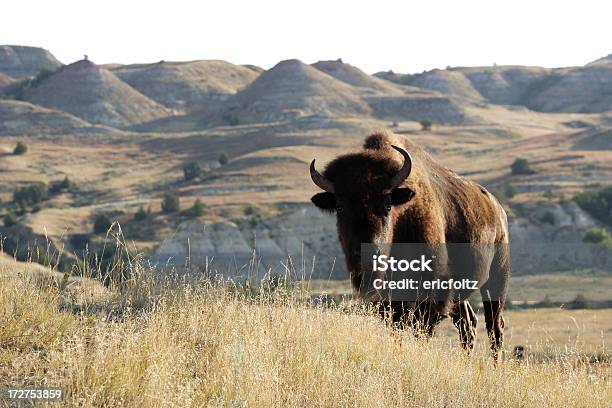 Bison Stockfoto und mehr Bilder von North Dakota - North Dakota, Theodore Roosevelt-Nationalpark, Amerikanischer Bison
