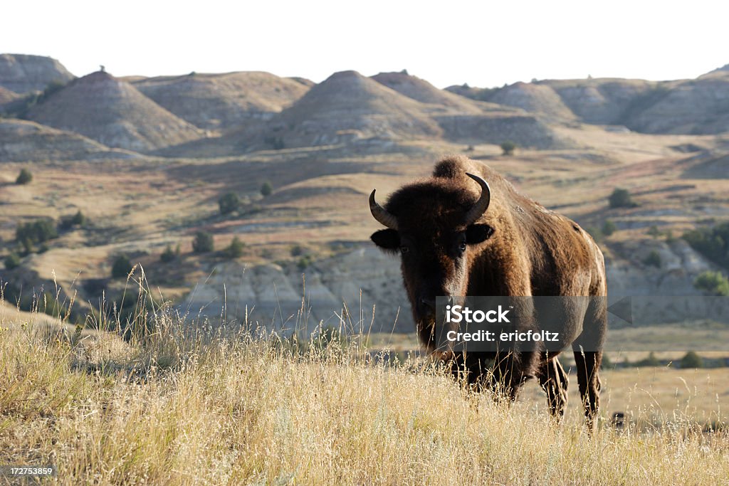 Bison on the landscape of grass and hills Theodore Roosevelt National Park, North Dakota North Dakota Stock Photo