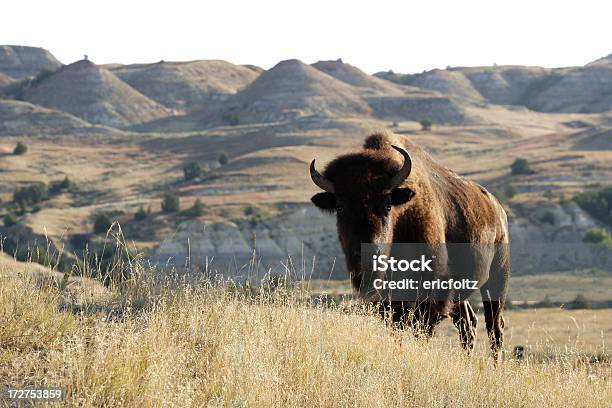 Bison - zdjęcia stockowe i więcej obrazów Stan Dakota Północna - Stan Dakota Północna, Park Narodowy Teodora Roosevelta, Bizon