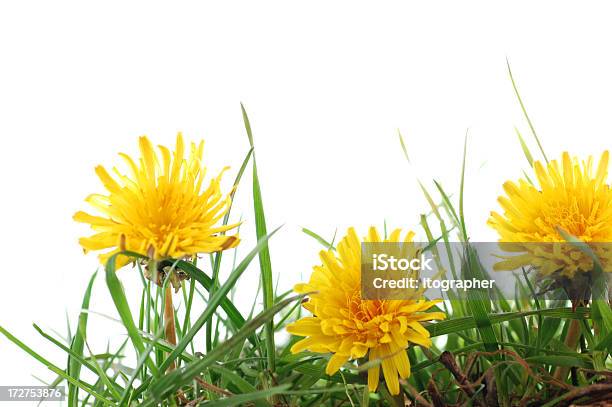 Dandelions Y Hierba Foto de stock y más banco de imágenes de Amarillo - Color - Amarillo - Color, Blanco - Color, Diente de León