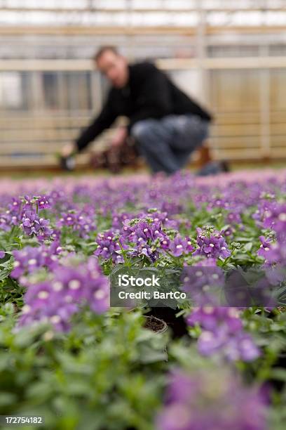 Blumen In Der Glasshouse Brasserie Stockfoto und mehr Bilder von Arbeiten - Arbeiten, Arbeitsstätten, Berufliche Beschäftigung