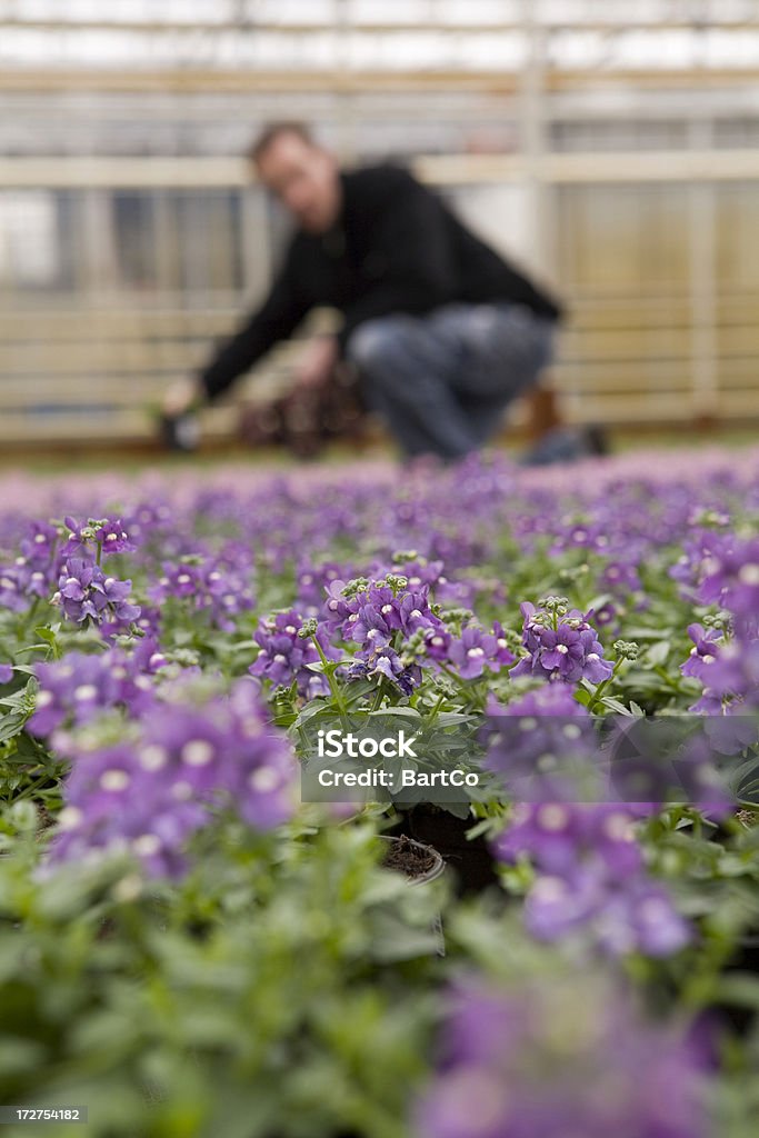 Fiori in un glasshouse - Foto stock royalty-free di Adulto