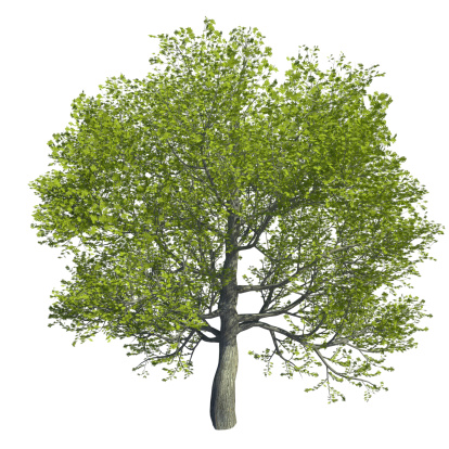 computer generated 3d tree