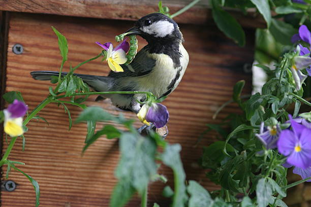 Great tit (Parus major) chick feeding from suet filled coconut bird feeder in a garden, UK.