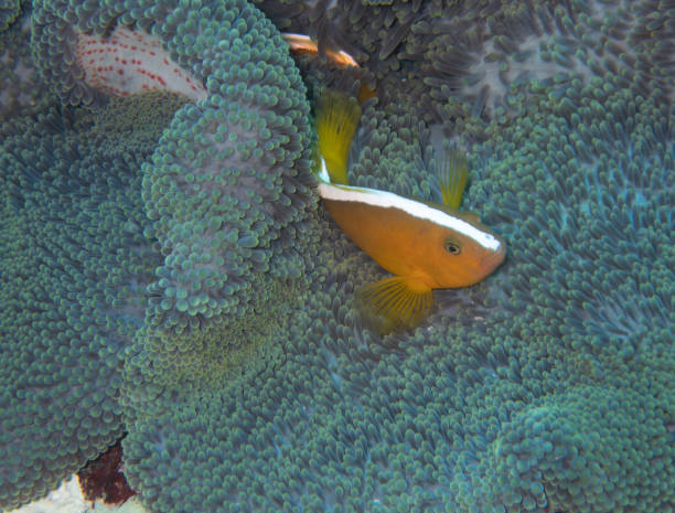 Orange Anemonefish stock photo