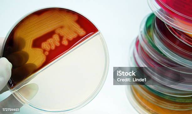 Bakterien Kultur Von Hämolytischstreptokokken Stockfoto und mehr Bilder von Analysieren - Analysieren, Antibiotikum, Bakterie