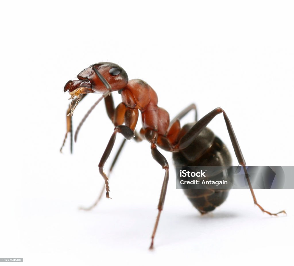 Formica - Foto stock royalty-free di Animale