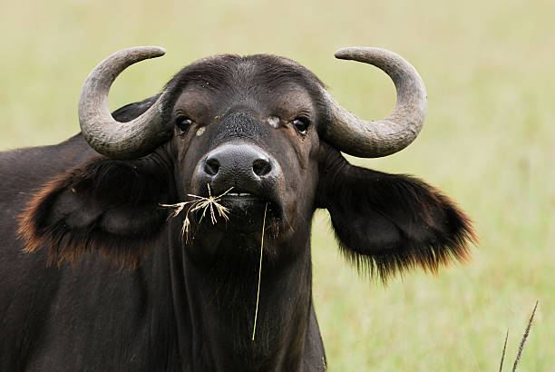 cape buffalo "Portrait of an african buffalo in the Serengeti, Tanzania." african buffalo stock pictures, royalty-free photos & images