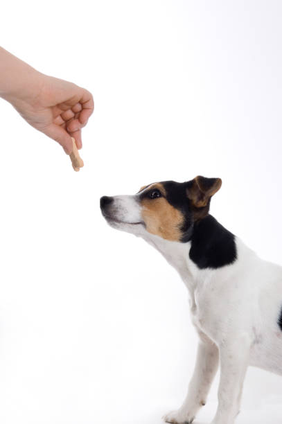 istock Dog with Treat 172754545