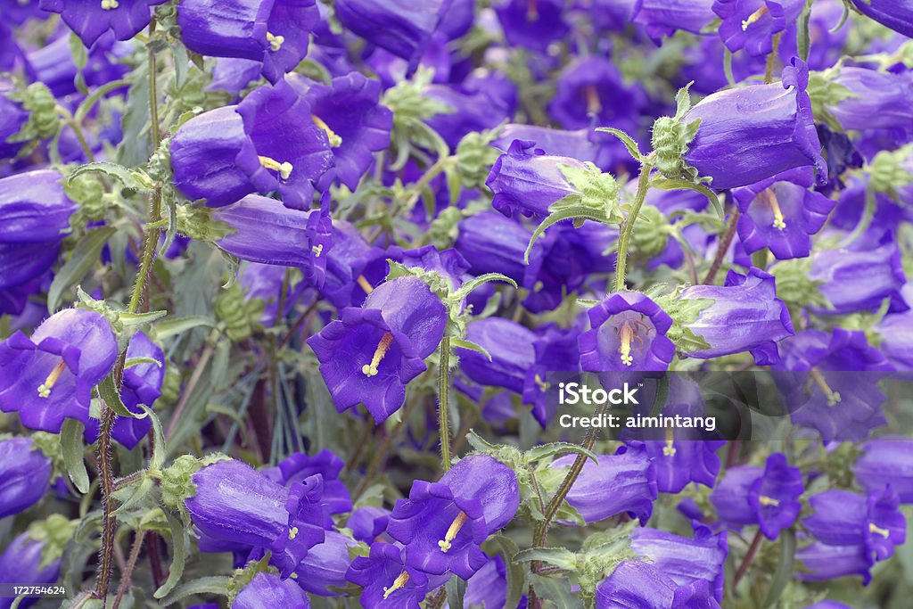 Bellflowers azul - Foto de stock de Anual - Característica de planta libre de derechos