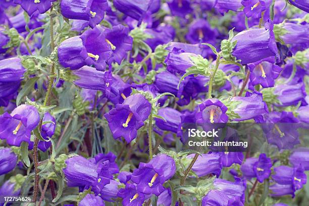 Azul Bellflowers - Fotografias de stock e mais imagens de Anual - Caraterística da planta - Anual - Caraterística da planta, Azul, Botânica - Ciência de plantas