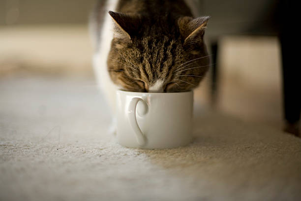 istock Cat drinking out of cup. 172754670