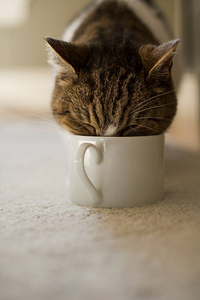 istock Cat drinking out of cup. 172754679