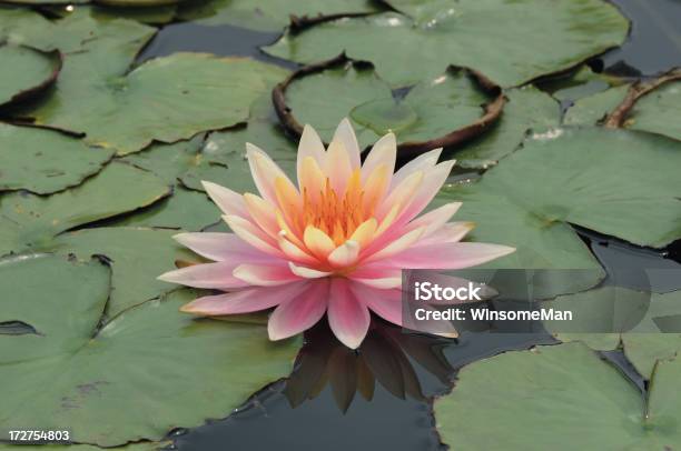 Photo libre de droit de Nénuphar Feuilles De Nénuphar banque d'images et plus d'images libres de droit de Arbre en fleurs - Arbre en fleurs, Beauté de la nature, Fleur - Flore