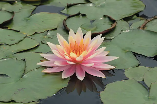 water lily floating on pond
