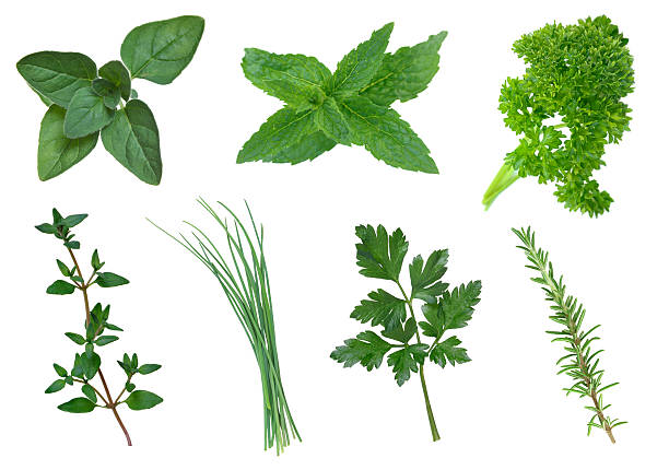 coleção de ervas aromáticas - parsley garnish isolated herb imagens e fotografias de stock