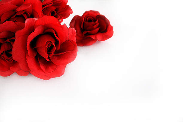 Red Roses stock photo