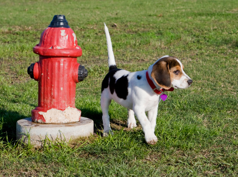 Fire hydrants come in many different colors and shape, but they all serve the same purpose of having a high pressure ready source of water for fire fighting. They're typically maintained by the local fire department and require regular inspection and maintenance so they are ready for fire emergencies.