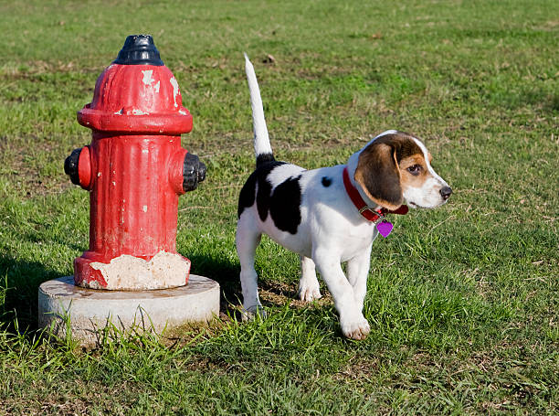 Beagle Puppy &amp; Fire Hydrant stock photo